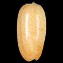 To Conchology (Oliva concavospira SPECIAL COLOR)