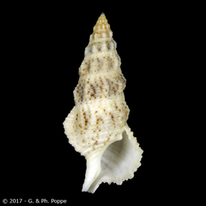 Cerithium columna