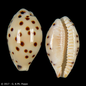 Ransoniella punctata punctata