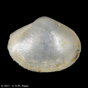 VERTICORDIIDAE | Shells Group By Species | Conchology