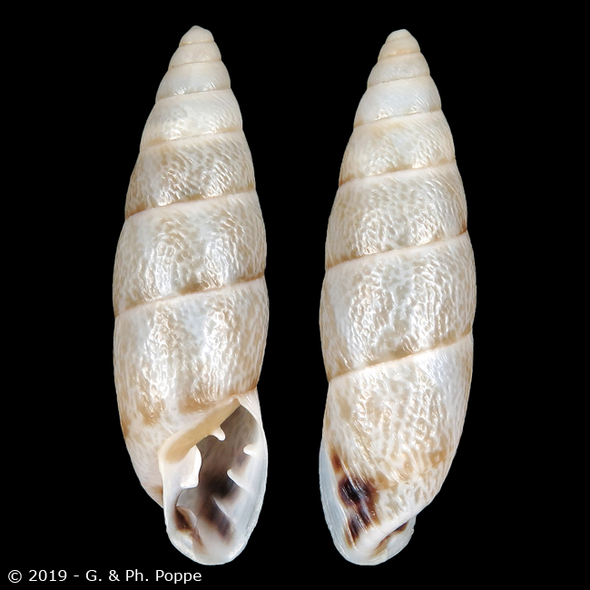 Cyclodontina tudiculata