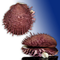 To Conchology (Spondylus multisetosus PURPLE)