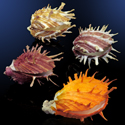 To Conchology (Spondylus foliaceus SET)