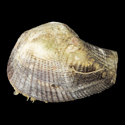 To Conchology (Arca ventricosa PERIO)