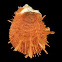 To Conchology (Spondylus violaceus ORANGE)