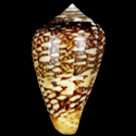 To Conchology (Lautoconus belairensis)