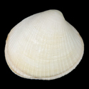 To Conchology (Leukoma pectorina ALBINO)