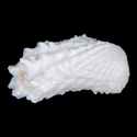 To Conchology (Cardita aviculina ALBINO)