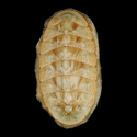 To Conchology (Chiton carnosus)