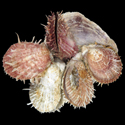 To Conchology (Spondylus setiger CLUSTER)