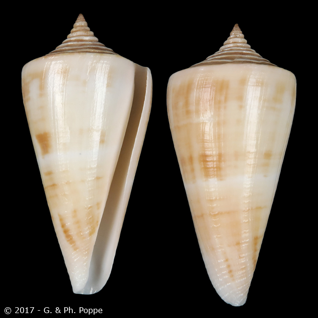 Conus virgatus