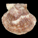 To Conchology (Cryptopecten vesiculosus FREAK)