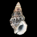 To Conchology (Cerithium caeruleum)