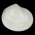 To Conchology (Epicodakia izuensis)