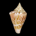 To Conchology (Conasprella memiae FREAK)