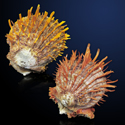 To Conchology (Spondylus butleri SET)