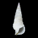 To Conchology (Rhinoclavis articulata ALBINO)