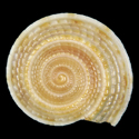 To Conchology (Architectonica nobilis YOUNG)