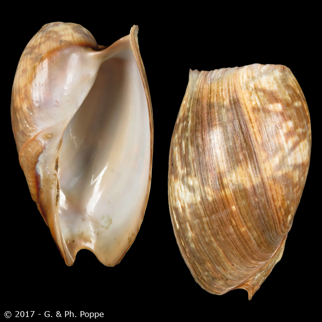 female clam