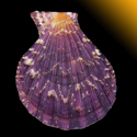 To Conchology (Semipallium dianae PURPLE)