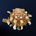 To Conchology (Spondylus regius SPECIAL FORM)