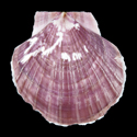 To Conchology (Mizuhopecten yessoensis PURPLE)