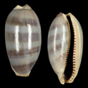 To Conchology (Macrocypraea cervinetta cervinetta SPECIAL COLOR)