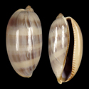 To Conchology (Macrocypraea cervinetta cervinetta FREAK)