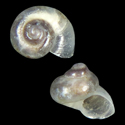 To Conchology (Daphniola exigua)