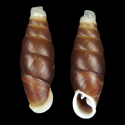 To Conchology (Dautzenbergiella chinensis)