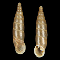 To Conchology (Isabellaria clandestina clandestina)