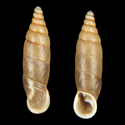 To Conchology (Isabellaria perplana perplana)