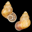 To Conchology (Tudorella mauretanica)