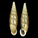 To Conchology (Selenophaedusa lantenoisi)