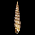 To Conchology (Euphaedusa stoetzneri)