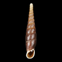 To Conchology (Formosana kongshanensis)