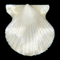 To Conchology (Leptopecten bavayi ALBINO)