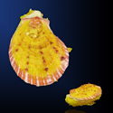 To Conchology (Spondylus maestratii YELLOW)