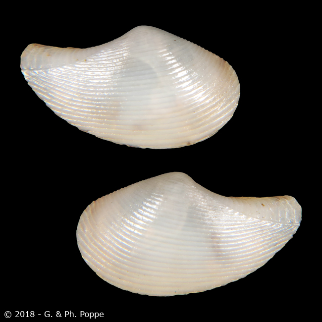 Nuculanidae Lembulus montagui (J. E. Gray, 1825) 1079282