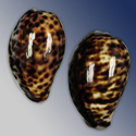 To Conchology (Cypraea tigris pardalis SET FREAK)