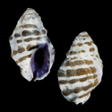 To Conchology (Morula iostoma)