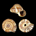 To Conchology (Heliacus areola bicanaliculatus)