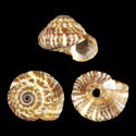 To Conchology (Heliacus areola bicanaliculatus)