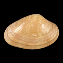 To Conchology (Paphia vernicosa)