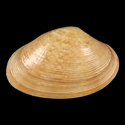 To Conchology (Paphia vernicosa)