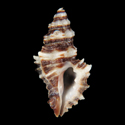 To Conchology (Muricopsis pauxilla)