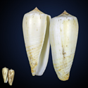 To Conchology (Phasmoconus radiatus ALBINO)