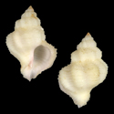 To Conchology (Coralliophila hotei)