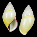 To Conchology (Amphidromus phamanhi)