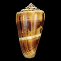 To Conchology (Pionoconus vezzaroi SPECIAL COLOR)